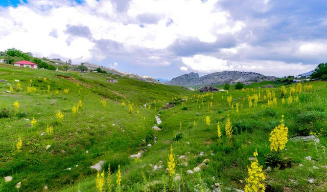 Sahil 40 derece, yayla 22: Antalyalılar neden yaylalara akın ediyor?
