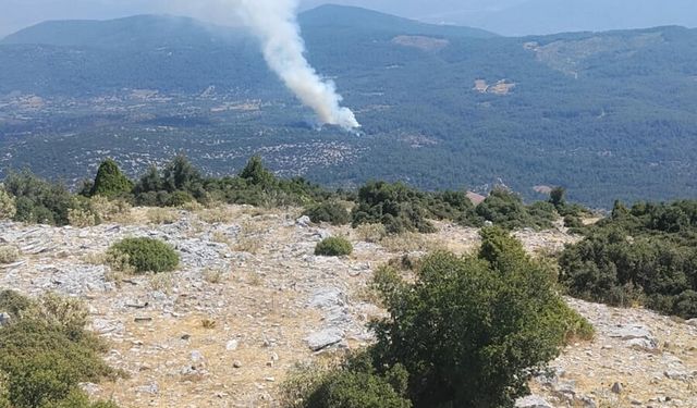 Muğla'da orman yangını