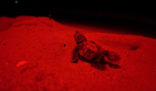 Antalya’da kırmızı LED ışıklar caretta carettalara umut oldu