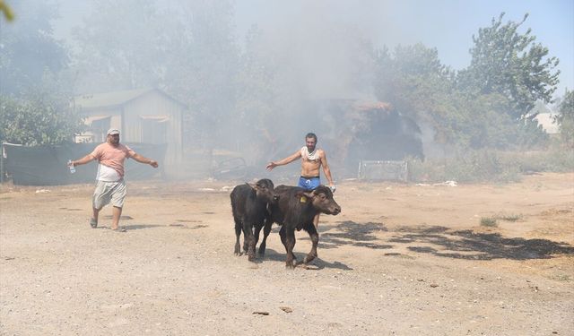 Antalya'da otlukta çıkan yangın sera ve manda çiftliğine sıçradı