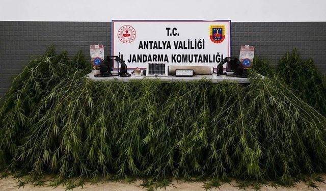 Antalya’da yasa dışı kenevir ekimine 2 işlem