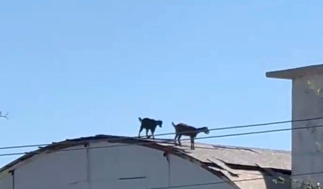 Keçiler, 3 katlı inşaatın çatısına çıktı