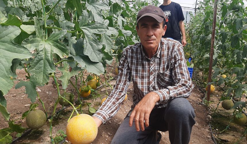 'Bu Mevsimde Olmaz' Diyenlere Aldırmadı, Kışın Serada Kavun Yetiştirdi