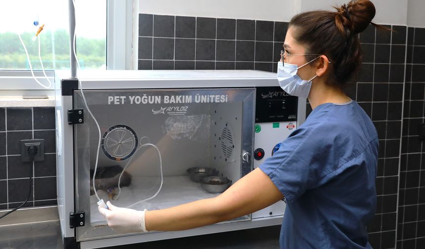 Engelli Hayvanlar İçin 'Yuva' Çağrısı
