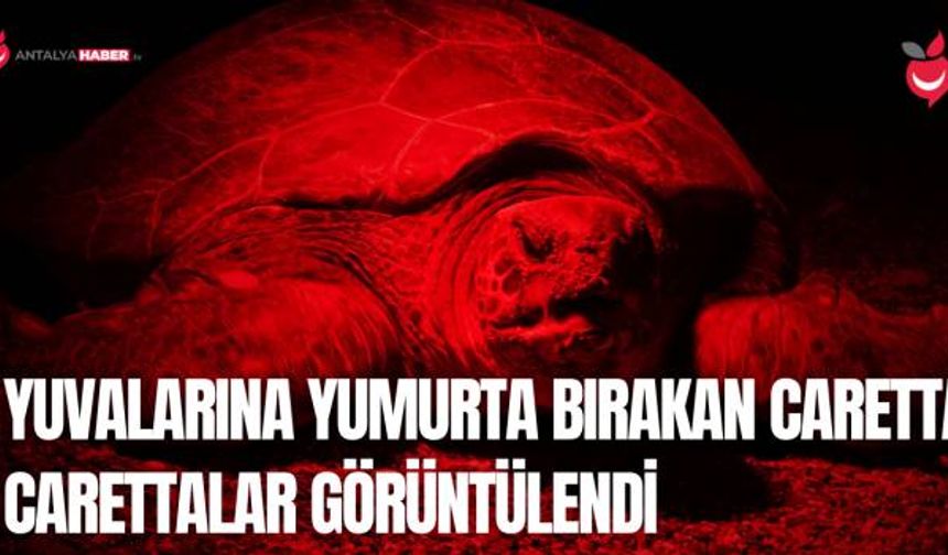 Yuvalarına Yumurta Bırakan Caretta Carettalar Kırmızı Işıkla Görüntülendi