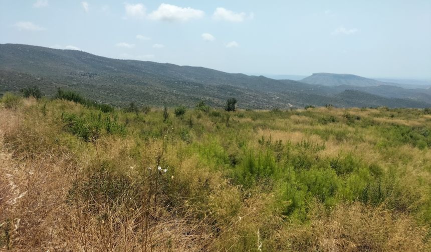 Manavgat yangınının üzerinden 4 yıl geçti, doğa yeniden yeşerdi