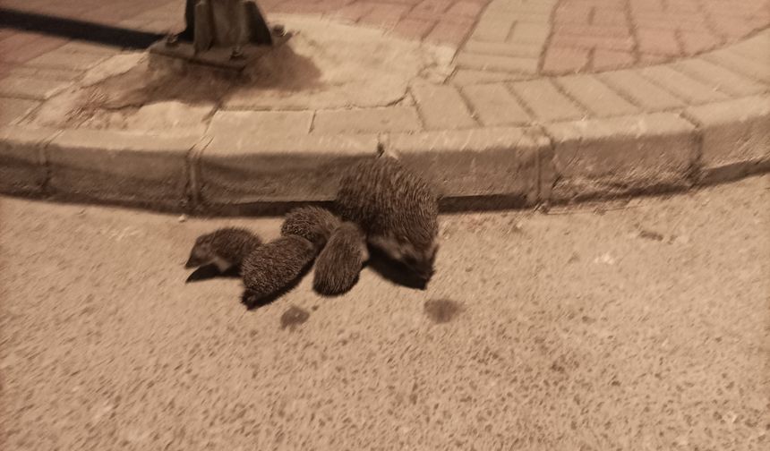 Manavgat’ta anne kirpi ve yavruları yoldan kurtarıldı