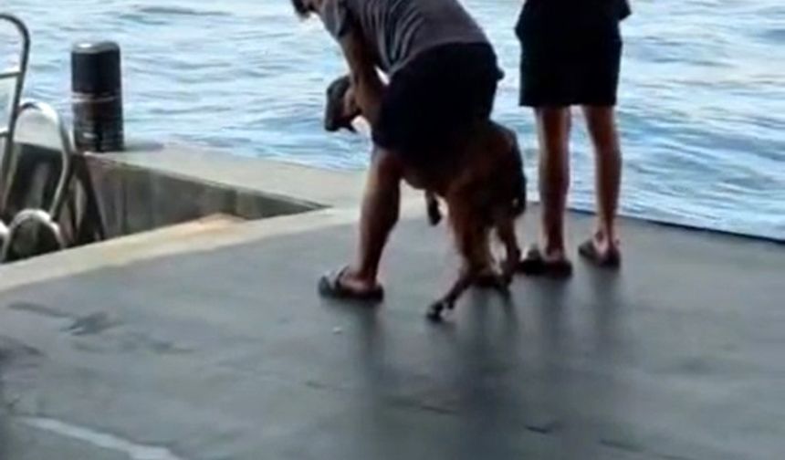 3 gündür kayalıkta mahsur kalan keçi kurtarıldı