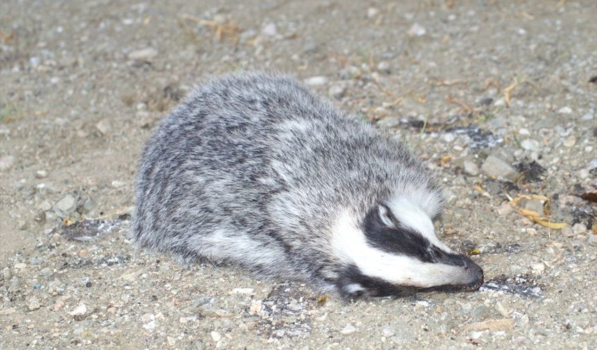 Isparta'da Nesli Tehlikede Olan Porsuk Araç Çarpması Sonucu Öldü