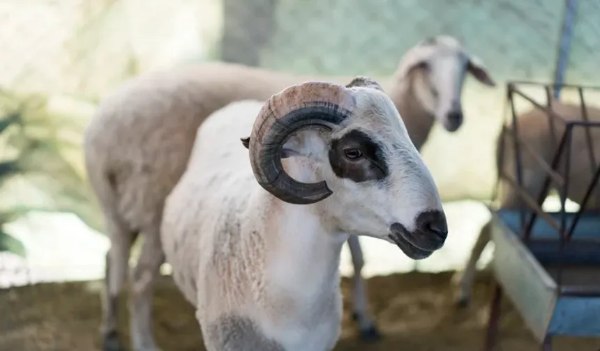 2026 Kurban Bayramı hangi gün başlıyor?