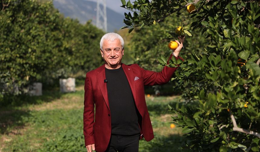 Finike portakalında hasat telaşı başladı