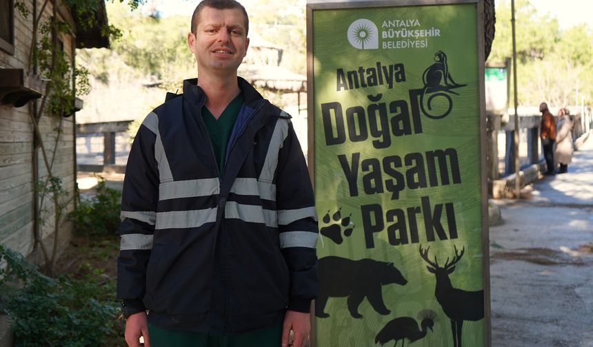 Antalya’da siyah kuğular kış ortasında kuluçkaya yattı