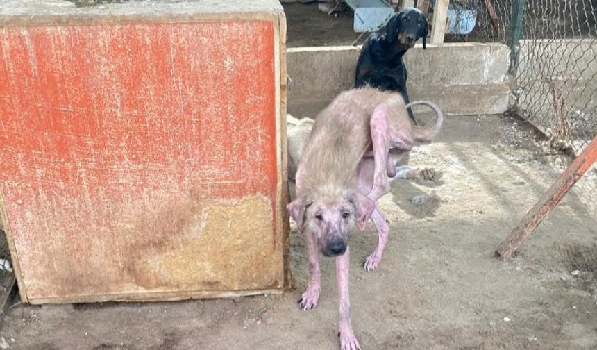 Finike’de hayvan barınağına soruşturma başlatıldı