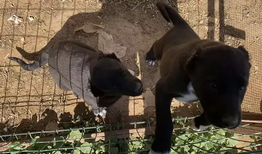Antalya’da yavru köpeklerin kulak kesimi iddiası