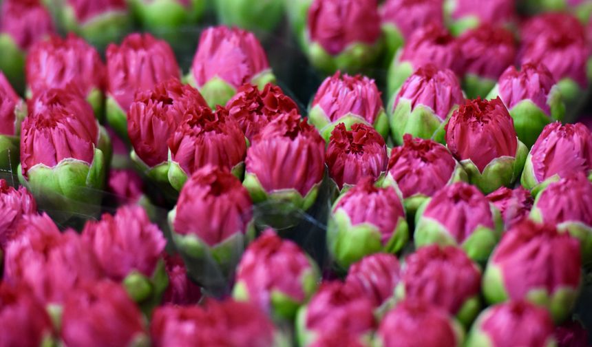 İngiltere Anneler Günü için çiçek sevkiyatı tamamlandı