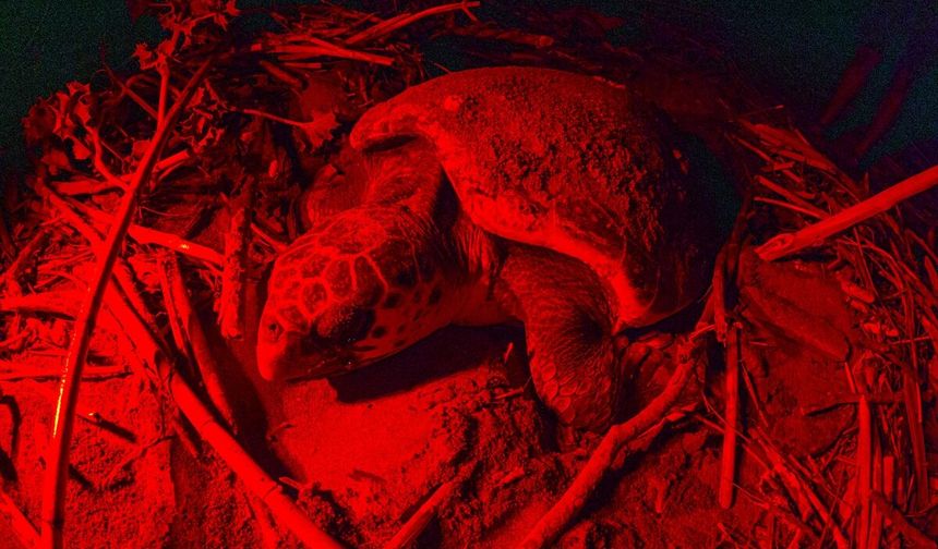 Belek Sahili’nde caretta carettaların yumurtlama yolculuğu görüntülendi