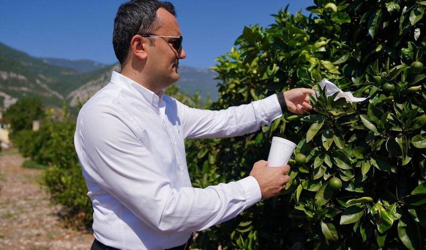 Finike portakalında faydalı böceklerle mücadele başladı