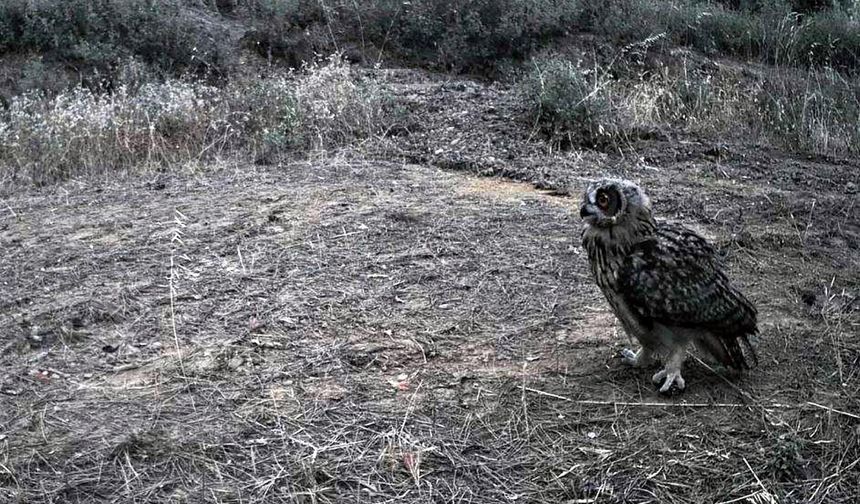 Ganos Dağı’nda yaban hayatı fotokapanlarla görüntülendi