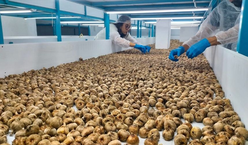Manavgat’ta topraksız tarımla safran üretimine ilgi