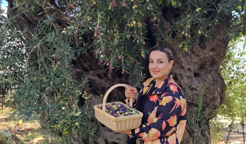 1200 yıllık zeytin ağacından 90 kilo ürün bekleniyor